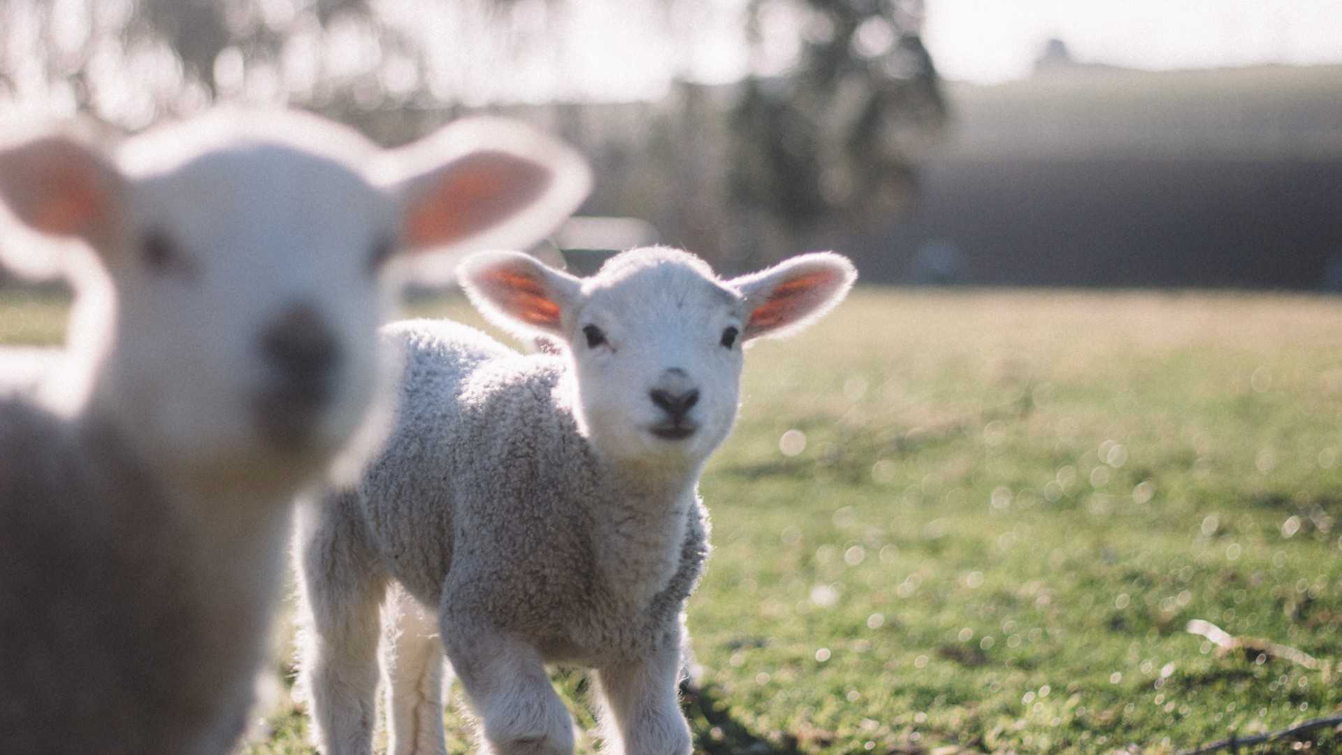 Do Animals Have Souls?